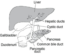 liver detox